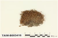 藏品(合葉蘚屬)的圖片